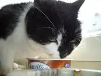 14. Dackel.... Hmmm Pudding.webp