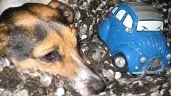 18. Tinchenfurz.... faster or furious.webp