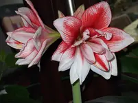 DSCF1566.webp