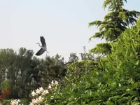 Reiher.webp