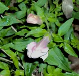 DSC02438 - 2012-01-01 - löwenmäulchen.webp