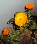 DSC02439 - 2012-01-01 - ringelblumen.webp