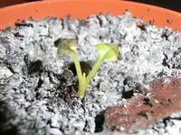 CIMG2454.webp