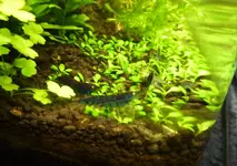 P1040722_Blaue_Tiger.webp