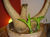 DSC03509.webp