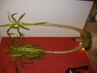 DSC03511.webp