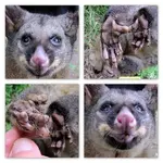 Copy of Possum (1).webp