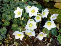 garten 2012 006.webp