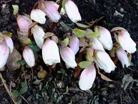 garten 2012 004.webp