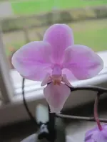 Orchidee nah.webp