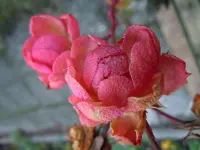 DSCN3994.webp
