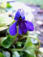 Veilchen4078.webp
