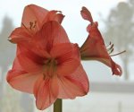 3blütige Amaryllis_smaller.JPG