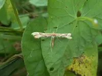 Cnaemidophorus rhododactyla_2.webp