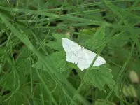 Timandra griseata_1.webp