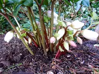 Christrose4555.webp