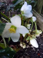 Christrose4591.webp