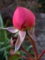 Rosen0002.webp