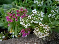 Steinkraut4559.webp
