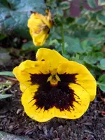 Stiefmütterchen4565.webp