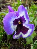 Stiefmütterchen4571.webp