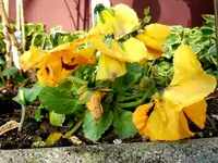 Stiefmütterchen4566.webp
