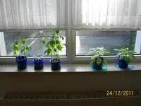 ErkerHabaPap100_0806 (Medium).webp