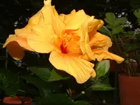 Hibiskus5 gelb schööön.webp