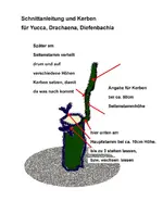 Schnittangabe und Kerben für Yucca und.webp