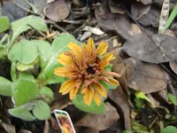 CIMG2252.webp