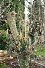 pilzbefall ulme.webp