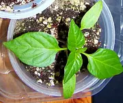paprika_jungpflanze.webp