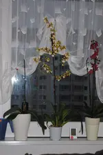 DSC_1516.webp
