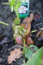 DSC07348.webp