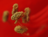 Amaryllis_Blütenstempel_smaller.webp