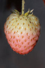 erste Erdbeere_smaller.webp