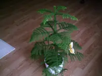 PIC01306.webp