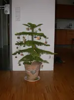Weihnachtsbaum Max 1.webp