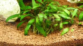 P1020036.webp