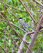 DSC_5236 Meislein.webp