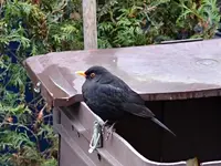 DSC_5286 Amsel.webp