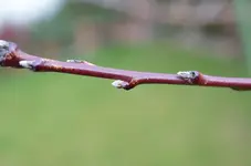 DSC_5160 Pfirsichknospen.webp