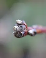 DSC_5201 Pfirsichknospe.webp