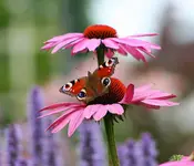Echi mit Schmetterling.webp