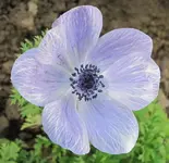 Anemone.webp