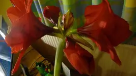 K800_Bilder vom 8.1.2012 009.webp