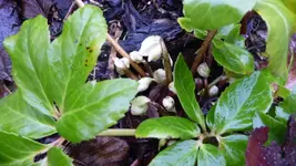 K800_Bilder vom 8.1.2012 001.webp