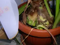 DSCN6062c.webp