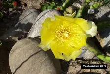 Kaktusblüte.webp