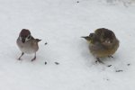 2012_0108winter0012.jpg